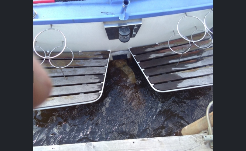 Omavalmiste Muu malli-kuva-5